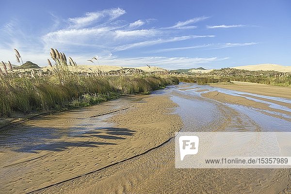 Access through a streambed to the beach Ninety Mile Beach between sand dunes  Far North District  Northland  North Island  New Zealand  Oceania
