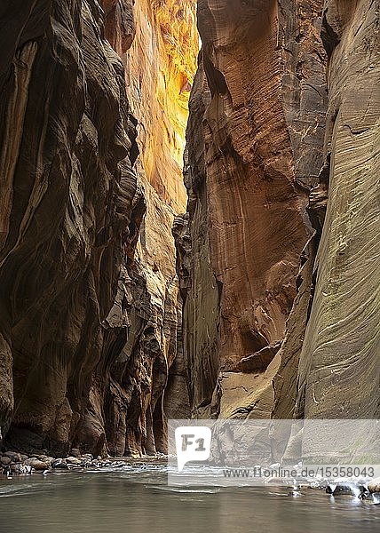 The Narrows  Virgin River  steep walls  Zion Canyon  Zion National Park  Utah  USA  North America