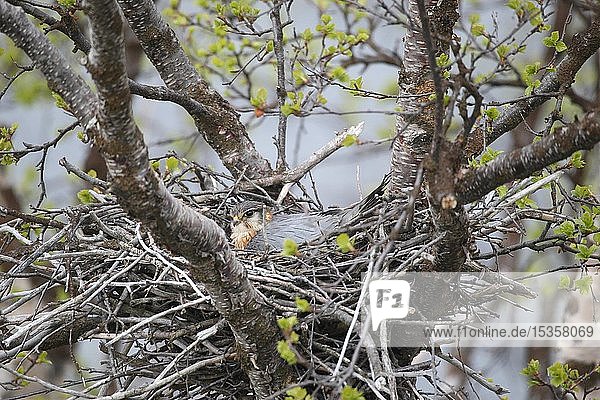 Merlin (Falco columbarius)  Männchen brütet im Nest in einem Birkenbusch  Lappland  Nordnorwegen  Norwegen  Europa