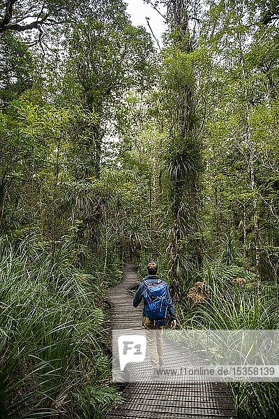 Junger Mann auf Wanderweg im Kauri Forest  Kauri Walks  Waipoua Forest  Northland  Nordinsel  Neuseeland  Ozeanien