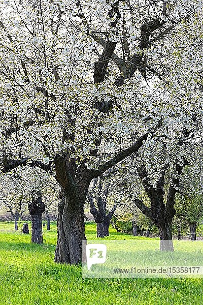 Streuobstwiese mit großen alten Kirschbäumen in voller Blüte  Freyburg  Burgenlandkreis  Sachsen-Anhalt  Deutschland  Europa