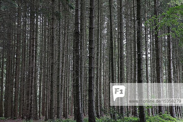 Fichten (Picea abies)  Pfahlwald  Monokultur  Schleswig-Holstein  Deutschland  Europa