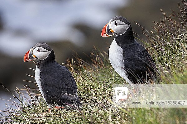 Two Puffins (Fratercula arctica)  standing in the grass  bird rock Latrabjard  Westfjords  Iceland  Europe