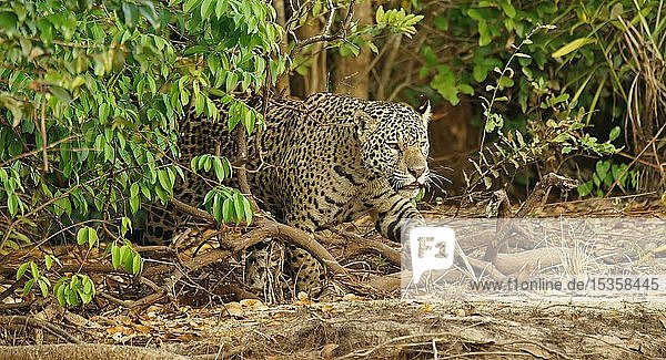 Jaguar (Panthera onca) schleicht am Flussufer  Pantanal  Mato Grosso  Brasilien  Südamerika