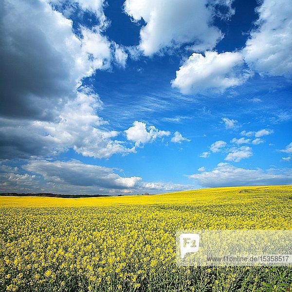 Blühendes Rapsfeld unter blauem Himmel mit weißen Wolken  Saalekreis  Sachsen-Anhalt  Deutschland  Europa