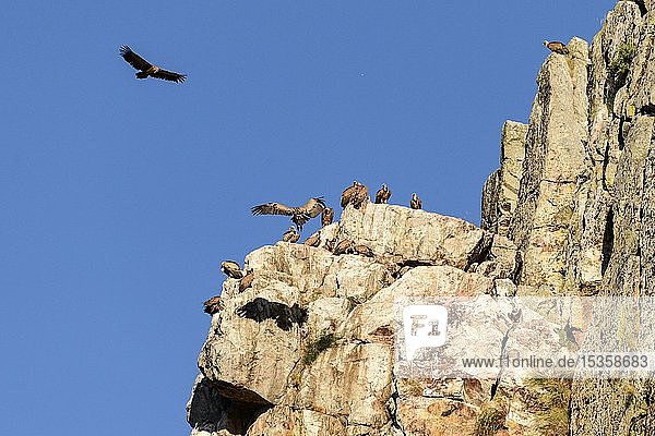 Gänsegeier (Gyps fulvus)  Schwarm zum Rastplatz auf Felskopf  Nationalpark Monfragüe  Extremadura  Spanien  Europa