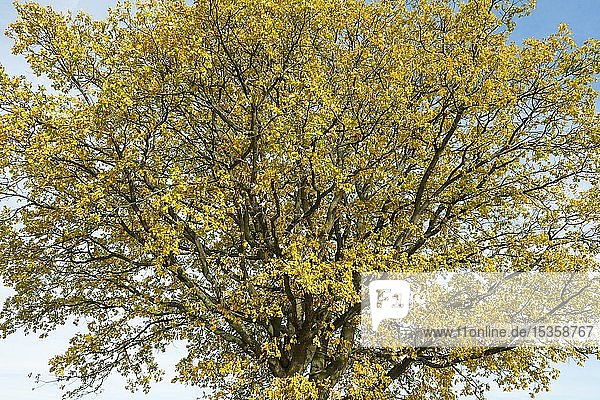 Stieleiche (Quercus robur) Baumkrone im Herbst  Thüringen  Deutschland  Europa
