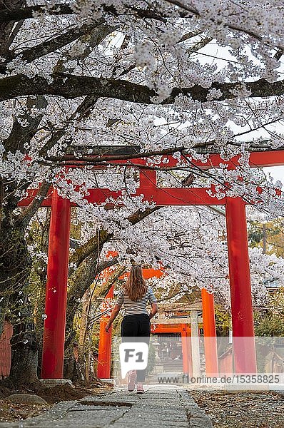 Yoshida-Schrein  Shinto  Tourist läuft zwischen Torii-Toren  japanische Kirschblüte  Kyoto  Japan  Asien