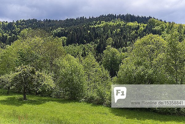 Schwarzwald im Frühling  Gengenbach  Baden-Württemberg  Deutschland  Europa