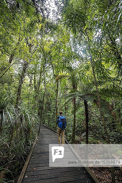 Junger Mann auf Wanderweg im Kauri-Wald  Kauri Walks  Waipoua Forest  Northland  Nordinsel  Neuseeland  Ozeanien