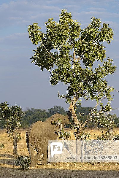 Afrikanischer Elefant (Loxodonta africana) beim Fressen am Baum  Savanne  South Luangwa National Park  Sambia  Afrika