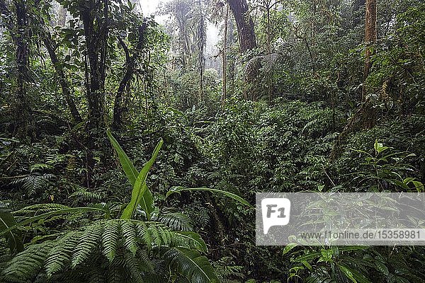 Dichte Vegetation im Nebelwald  Reserva Bosque Nuboso Santa Elena  Provinz Guanacaste  Costa Rica  Mittelamerika