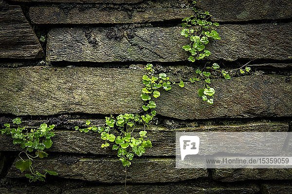 Grüne Kletterpflanze wächst an einer Wand  Lake District National Park  Mittelengland  Großbritannien