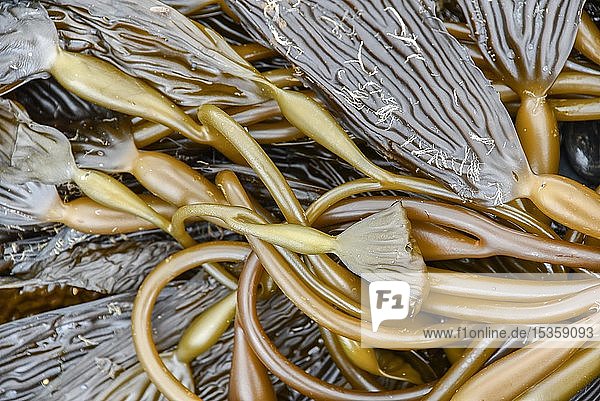 Angespülter Kelp am Strand Feuerland Argentinien Südamerika