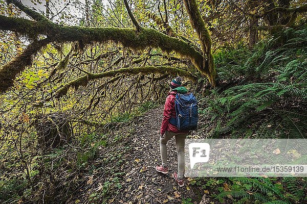 Hiker on hiking trail in rainforest  Okanogan-Wenatchee National Forest  Washington  USA  North America