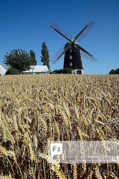 Alte Windmühle in Hagestad Ystad Gemeinde Scania Schweden Europa