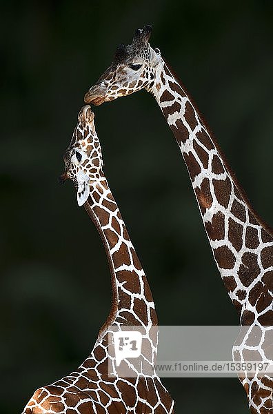 Two Reticulated giraffe (Giraffa camelopardalis reticulata)  touching tenderly  mother animal and young animal  captive  Germany  Europe