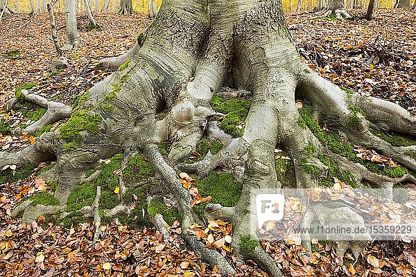 Rotbuche (Fagus sylvatica)  mit Moos bewachsene Baumwurzeln  Herbstlaub  Thüringen  Deutschland  Europa