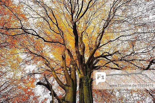 Blick in die Krone einer großen Rotbuche (Fagus sylvatica) im Herbst  Reinhardswald  Hessen  Deutschland  Europa