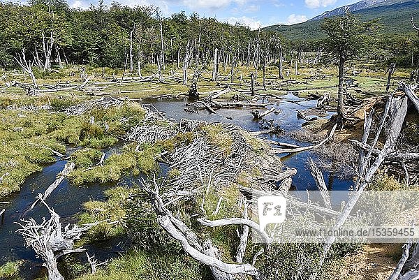 Sumpfland mit abgestorbenen Bäumen Nationalpark Tierra del Fuego Feuerland Argentinien Südamerika
