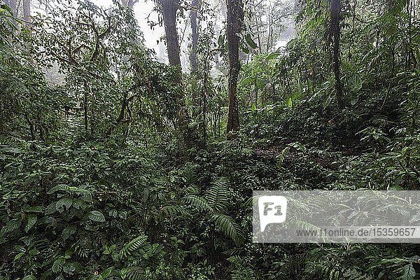 Dense vegetation in cloud forest  Reserva Bosque Nuboso Santa Elena  Guanacaste Province  Costa Rica  Central America