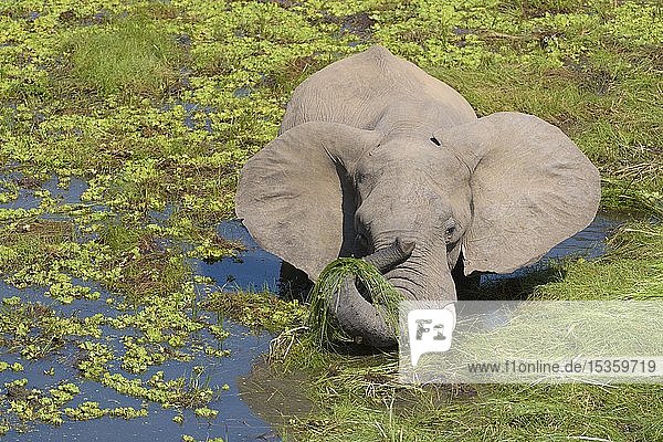 Afrikanischer Elefant (Loxodonta africana) steht im Sumpf und frisst Gras  South Luangwa National Park  Sambia  Afrika