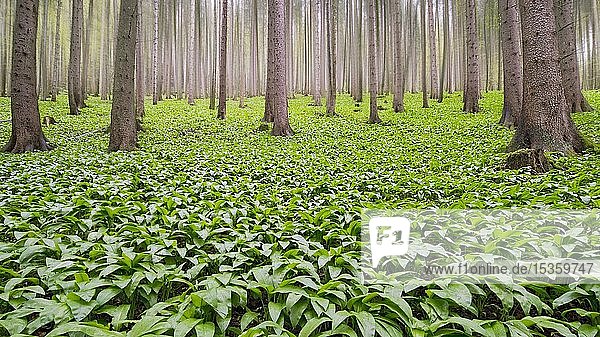 Ramsom (Allium ursinum) im Wald  Nationalpark Kalkalpen  Reichraming  Oberösterreich