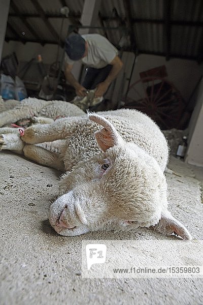 Hausschaf (Ovis gmelini aries),  Lamm mit gefesselten Beinen zum Scheren auf dem Boden liegend,  Guardia del Monte,  Provinz Rocha,  Uruguay,  Südamerika