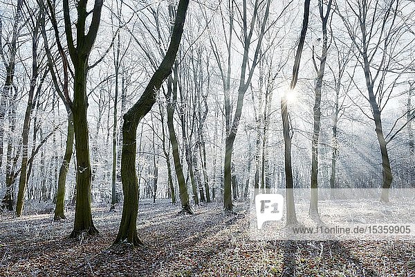 Kahler Buchenwald mit Raureif im Winter  Sonnenstrahlen dringen durch den Nebel  Burgenlandkreis  Sachsen-Anhalt  Deutschland  Europa