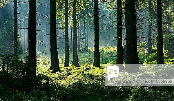 Sonne scheint durch natürlichen Fichtenwald mit Morgennebel  Nationalpark Harz  Niedersachsen  Deutschland  Europa