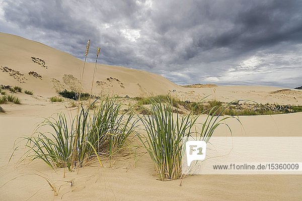 Sanddüne am Ninety Mile Beach  Far North District  Northland  Nordinsel  Neuseeland  Ozeanien