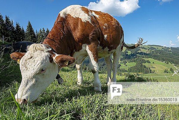 Young calf (Bos primigenius taurus) grazes on a meadow  Simmental cattle  Hochbrixen  Brixen im Thale  Tyrol  Austria  Europe