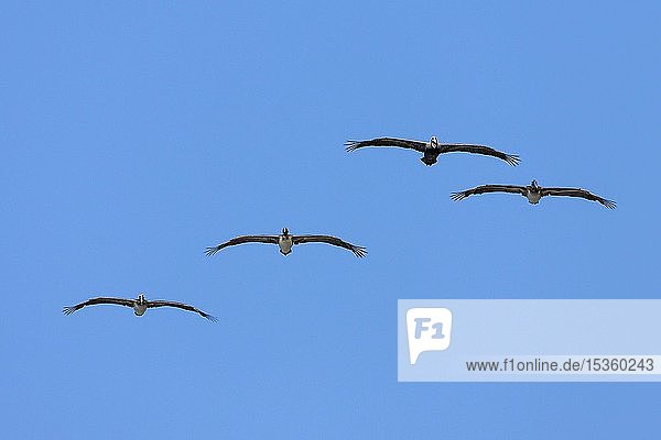 Four Brown Pelicans (Pelecanus occidentalis) gliding  blue sky  Manuel Antonio National Park  Puntarenas Province  Costa Rica  Central America