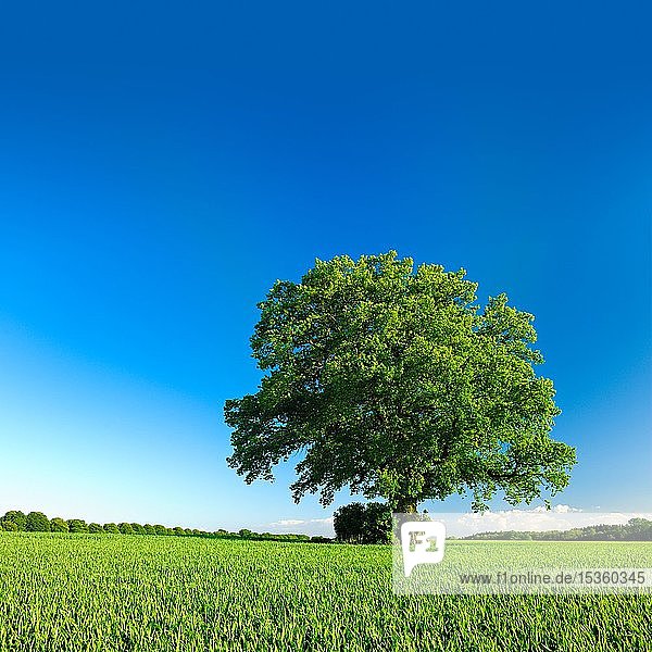 Solitärbaum  alte Eiche (Quercus) auf grüner Wiese im Sommer mit blauem Himmel  Mecklenburg-Vorpommern  Deutschland  Europa
