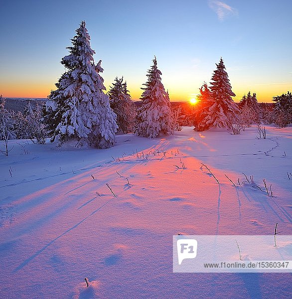 Tief verschneite Winterlandschaft am Fichtelberg bei Sonnenuntergang  schneebedeckte Fichten  bei Oberwiesenthal  Erzgebirge  Sachsen  Deutschland  Europa