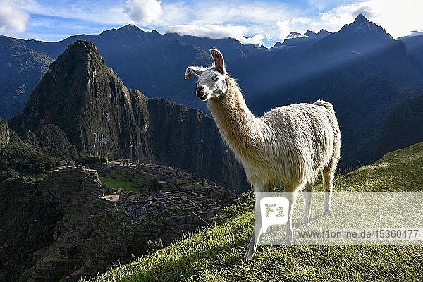 Lama (Lama glama) vor Machu Picchu Aguas Calientes bei Cusco Anden Peru Südamerika