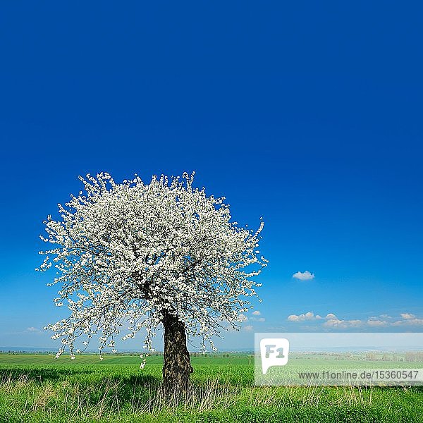 Grüne Felder im Frühling  blühender alter Kirschbaum (Prunus)  blauer Himmel mit Wolken  Unstrut-Hainich-Kreis  Thüringen  Deutschland  Europa