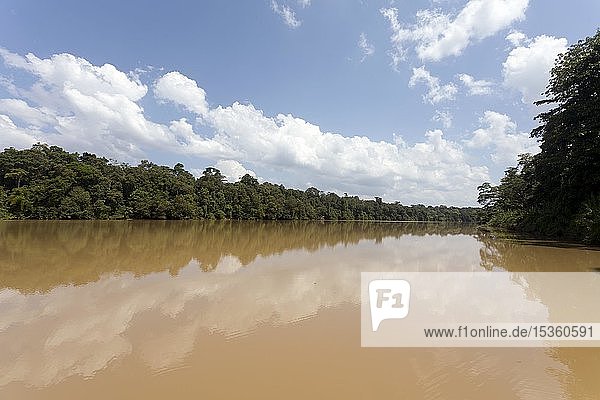 Der Fluss KInabatangan fließt durch den Dschungel  Sabah  Borneo  Malaysia  Asien