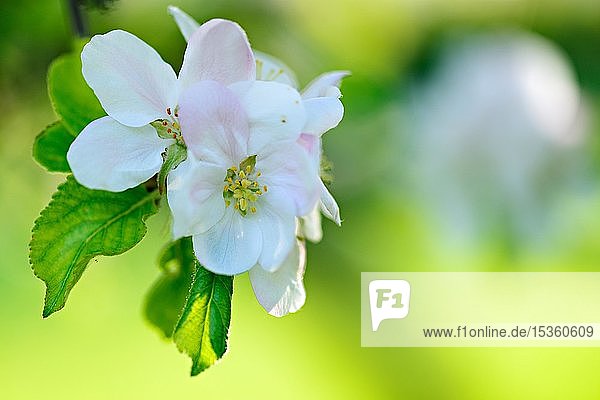Apfelblüten im Frühling  zarte Farben  selektive Schärfe  Nahaufnahme  Symbolbild  Deutschland  Europa