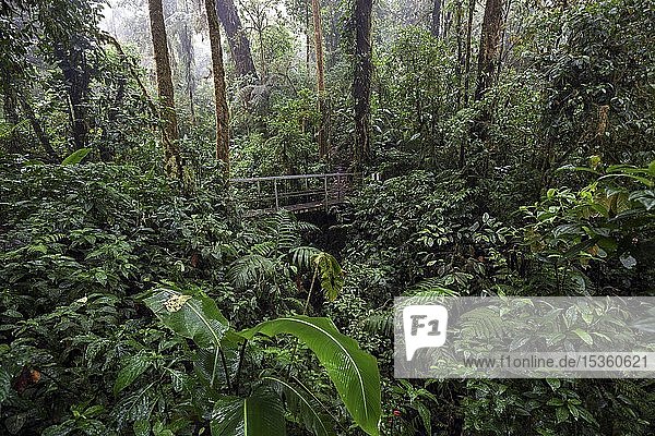 Brücke entlang des Encantado-Pfads mit dichter Vegetation im Nebelwald  Reserva Bosque Nuboso Santa Elena  Provinz Guanacaste  Costa Rica  Mittelamerika