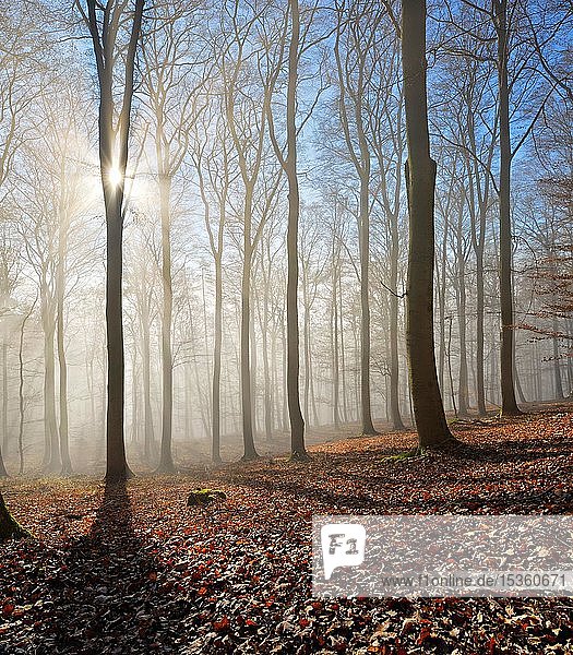 Kahler Buchenwald im Winter  Sonnenstrahlen dringen durch den Nebel  Nationalpark Kellerwald-Edersee  Hessen  Deutschland  Europa