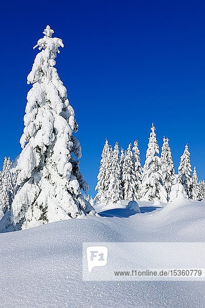 Verschneite Winterlandschaft  Fichten (Picea abies) mit Schnee bedeckt  strahlender Sonnenschein  blauer Himmel  Schneekristalle funkeln  Nationalpark Harz  Sachsen-Anhalt  Deutschland  Europa