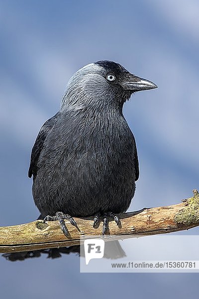 Westliche Dohle (Corvus monedula) sitzt auf einem Ast  Tirol  Österreich  Europa