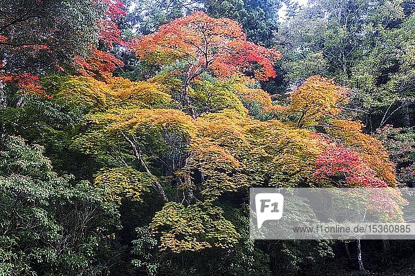 Ahornbäume mit buntem Herbstlaub  Momijidani Park  Miyajima  Japan  Asien