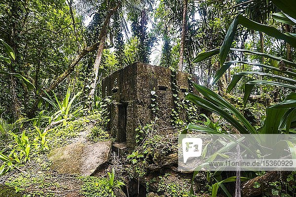 Japanischer Bunker vom Dschungel überwuchert Kavieng Neuirland Papua-Neuguinea Ozeanien