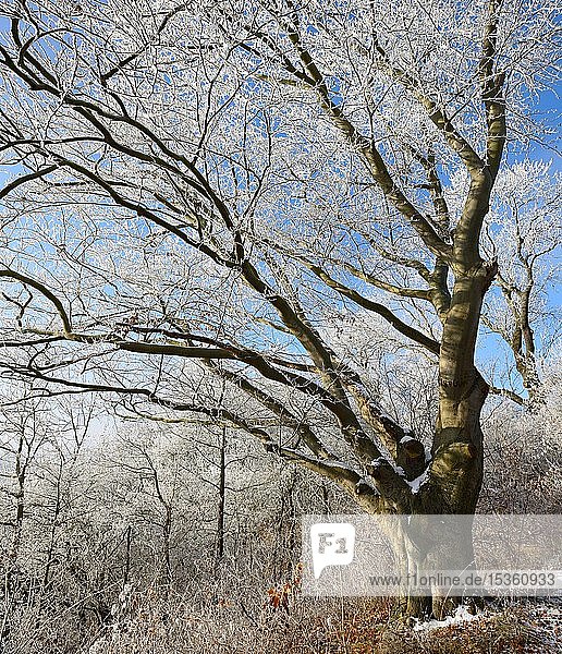 Wald mit großer alter Buche mit Raureif im Winter  Burgenlandkreis  Sachsen-Anhalt  Deutschland  Europa