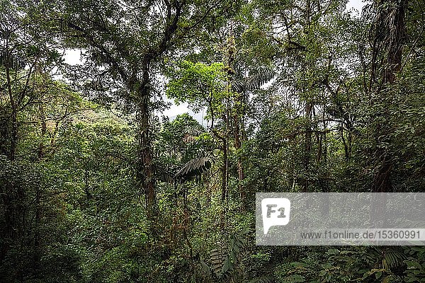 Dichte Vegetation im tropischen Regenwald  Mistico Arenal Hängebrückenpark  Mistico Arenal Hängebrückenpark  Provinz Alajuela  Costa Rica  Mittelamerika