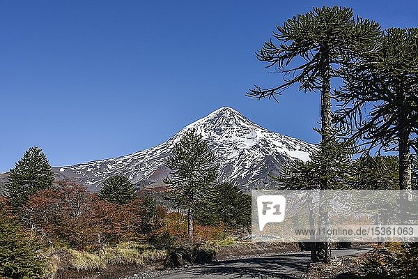 Schneebedeckter Vulkan Lanin und Chilenische Araukarien (Araucaria araucana) zwischen San Martin de los Andes und Pucon Nationalpark Lanin Patagonien Argentinien Südamerika