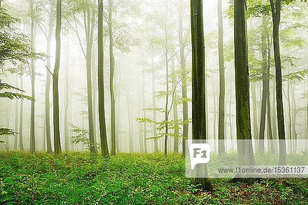 Buchenwald (Fagus)  Baumstämme im dichten Nebel  Harz  bei Wippra  Sachsen-Anhalt  Deutschland  Europa