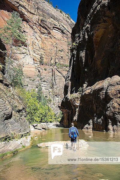 Hiker walks in the water  The Narrows  narrow place of the Virgin River  steep walls of the Zion Canyon  Zion National Park  Utah  USA  North America